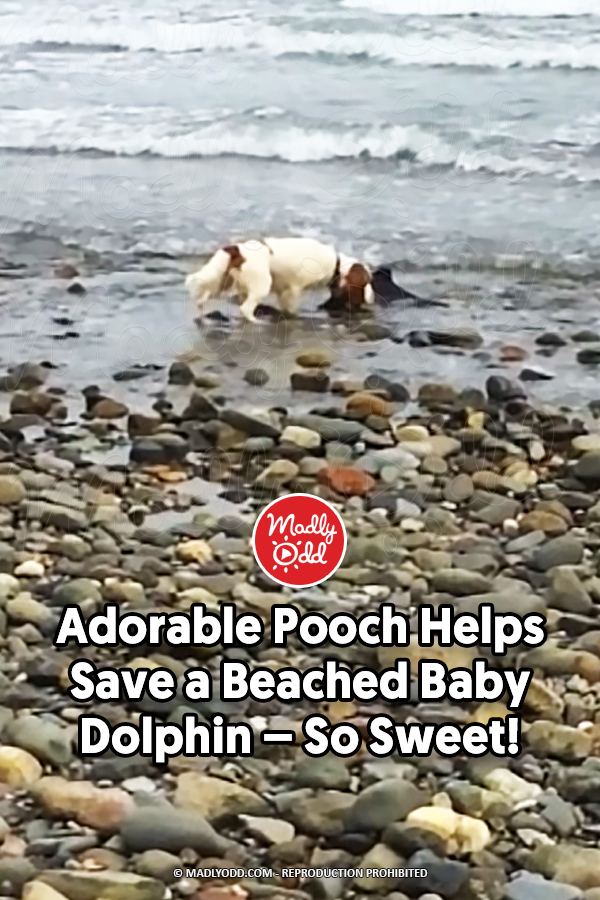 Adorable Pooch Helps Save a Beached Baby Dolphin - So Sweet!