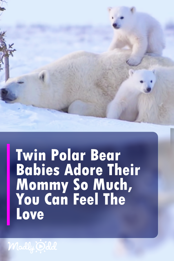 Twin Polar Bear Babies Adore Their Mommy So Much, You Can Feel Their Love