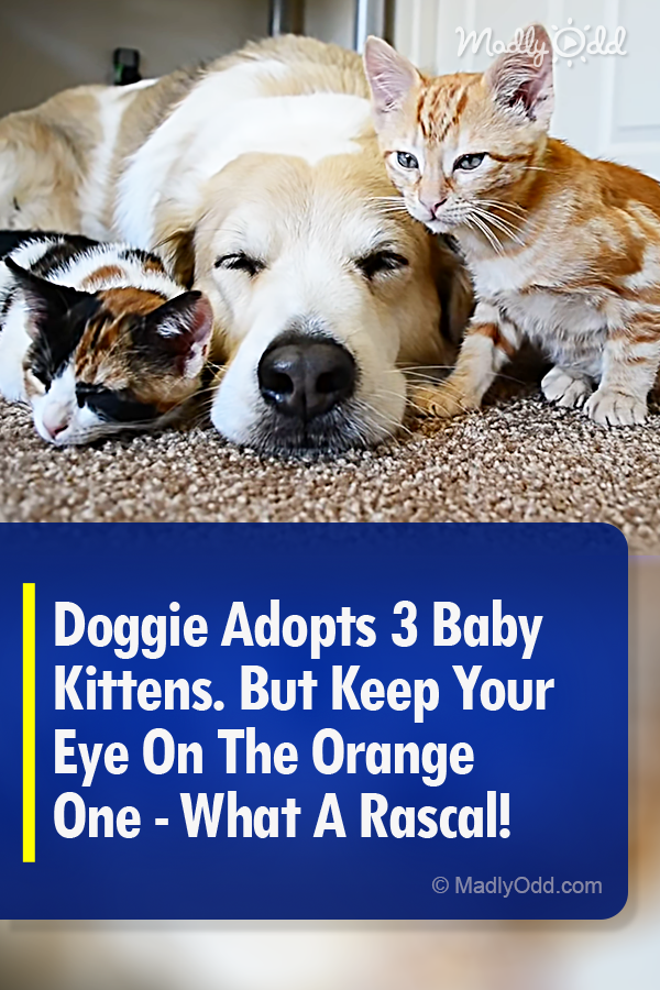 Doggie Adopts 3 Baby Kittens. But Keep Your Eye On The Orange One - What A Rascal!