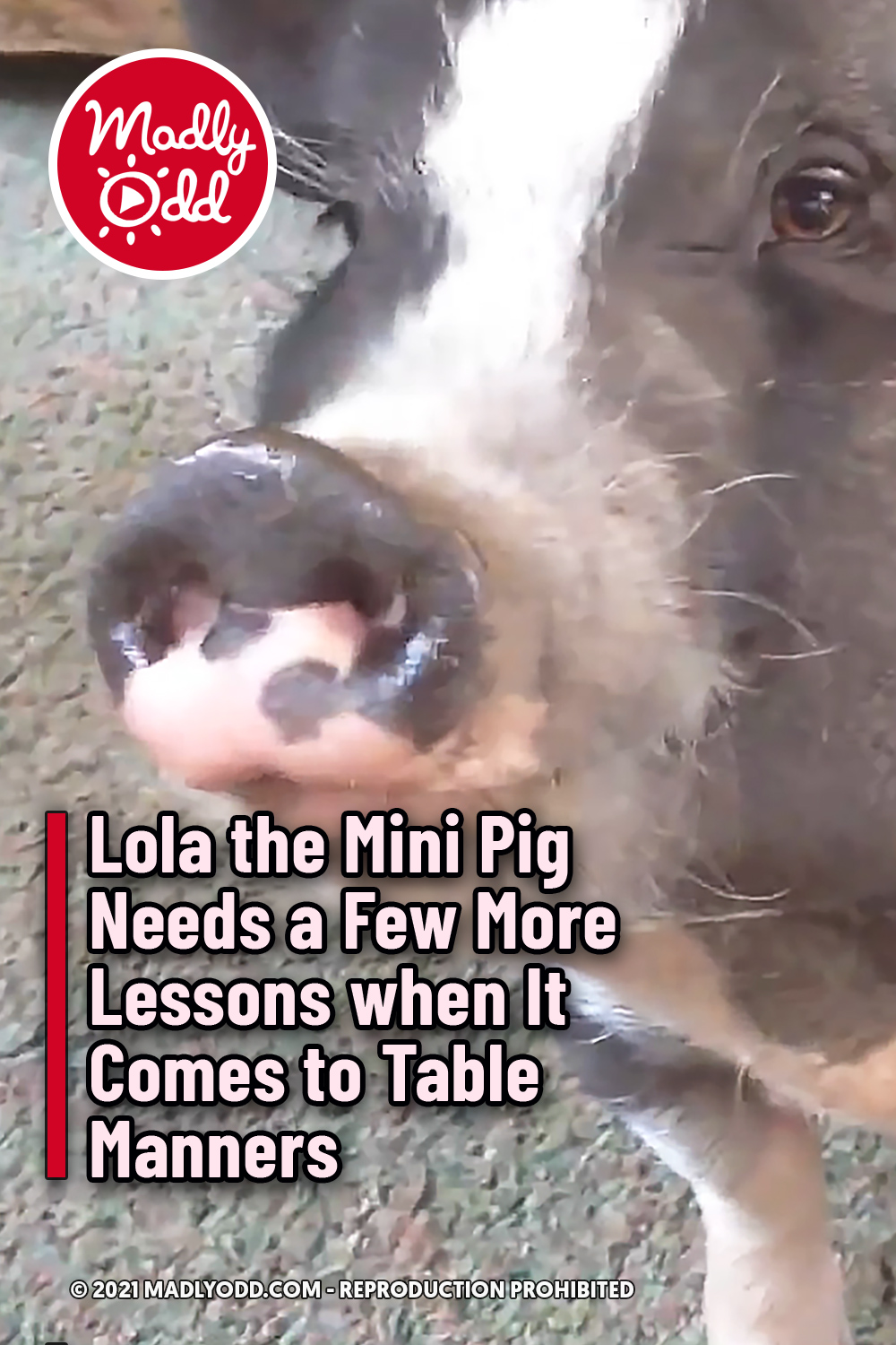 Lola the Mini Pig Needs a Few More Lessons when It Comes to Table Manners