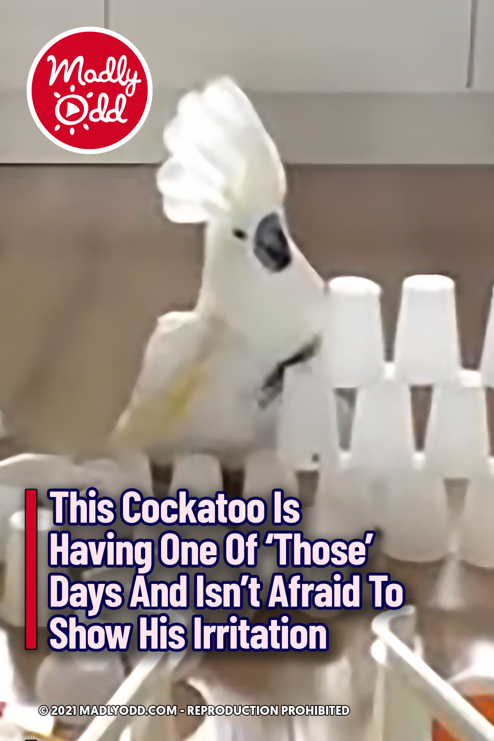 This Cockatoo Is Having One Of \'Those\' Days And Isn\'t Afraid To Show His Irritation