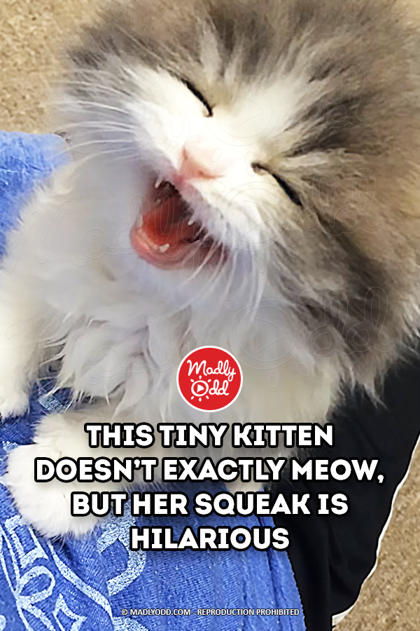 This Tiny Kitten Doesn\'t Exactly Meow, but Her Squeak is Hilarious