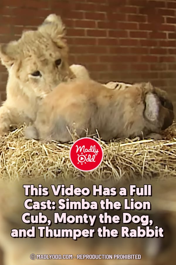 This Video Has a Full Cast: Simba the Lion Cub, Monty the Dog, and Thumper the Rabbit
