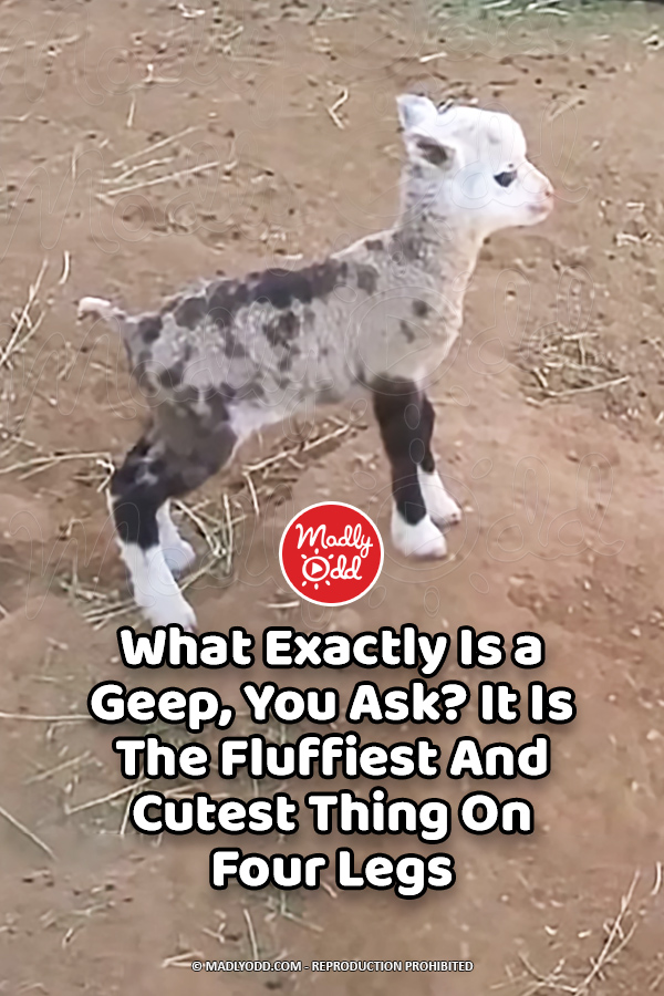 What Exactly Is a Geep, You Ask? It Is The Fluffiest And Cutest Thing On Four Legs