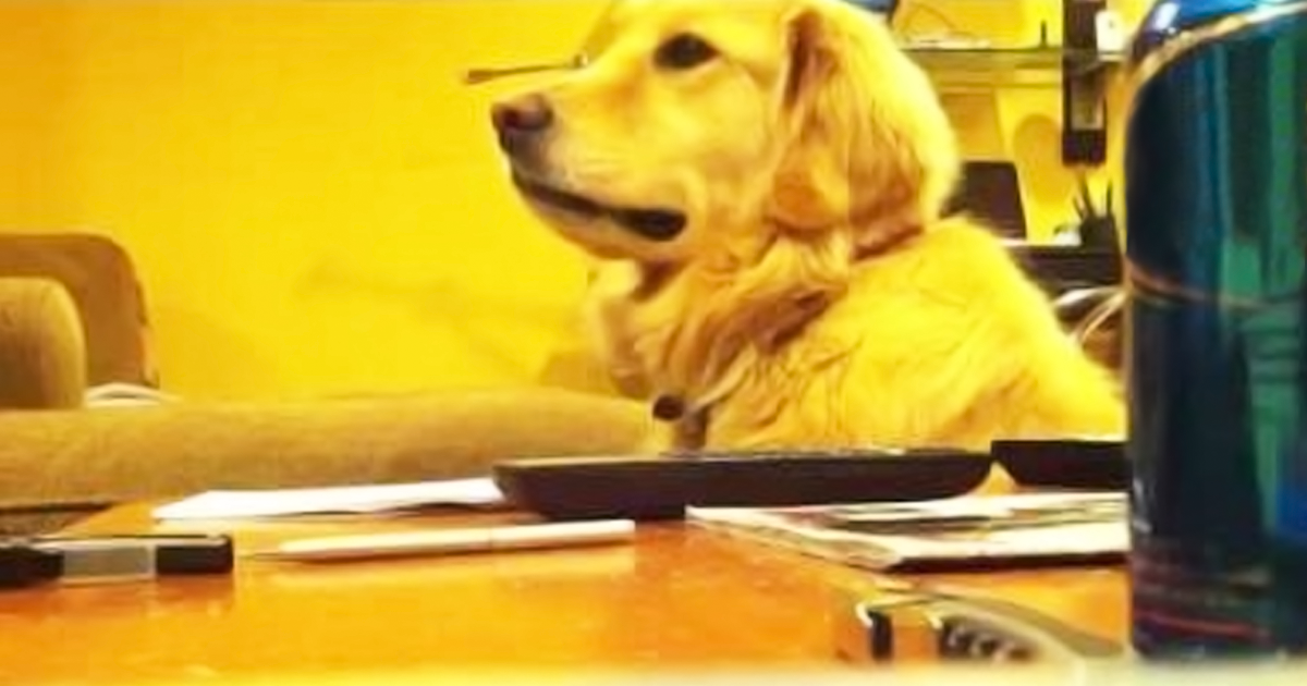This Dog Loves Listening to Music. When It Stops? The Look Her on Face ...