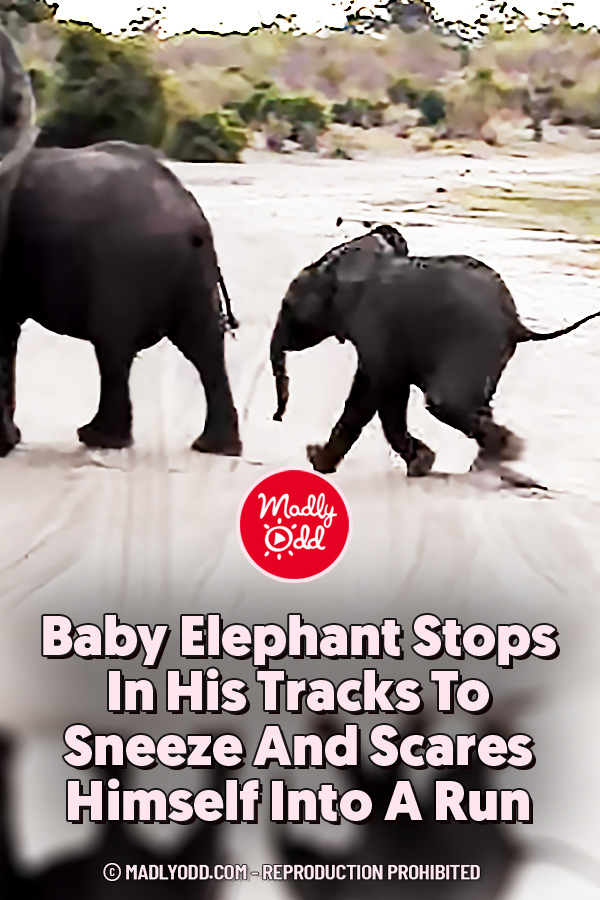 Baby Elephant Stops In His Tracks To Sneeze And Scares Himself Into A Run