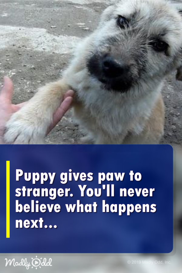 Lost Puppy Gives Paw to Stranger. You’ll Never Believe What Happens Next