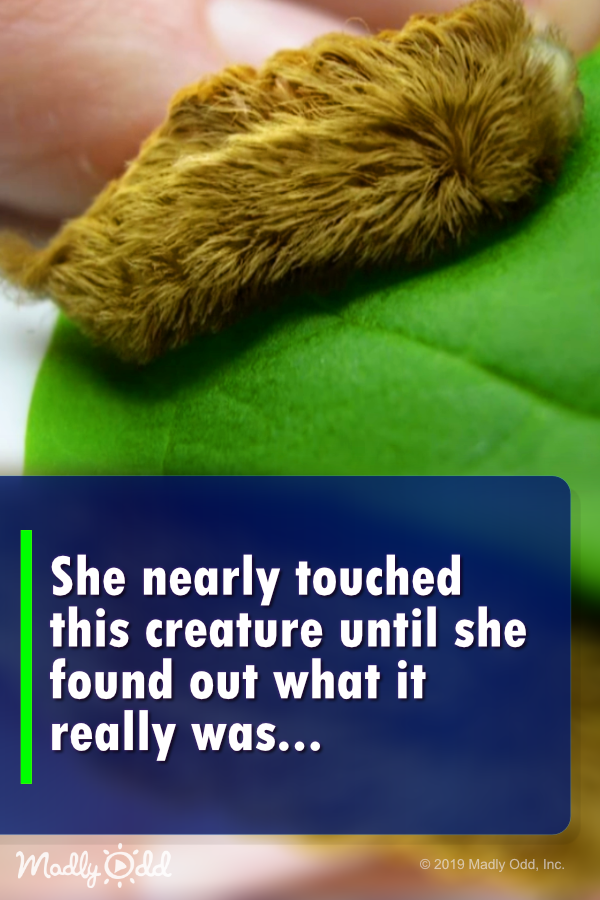 She nearly touched this creature until she found out what it really was...