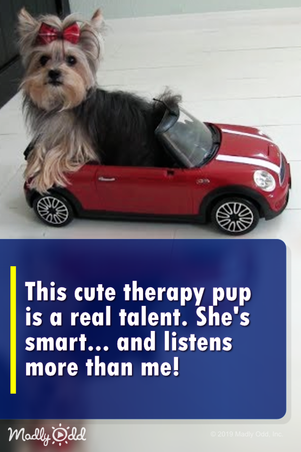 This cute therapy pup is a real talent!