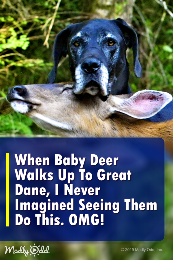 When Baby Deer Walks up To Great Dane, I Never Imagined Seeing Them Do This. OMG!
