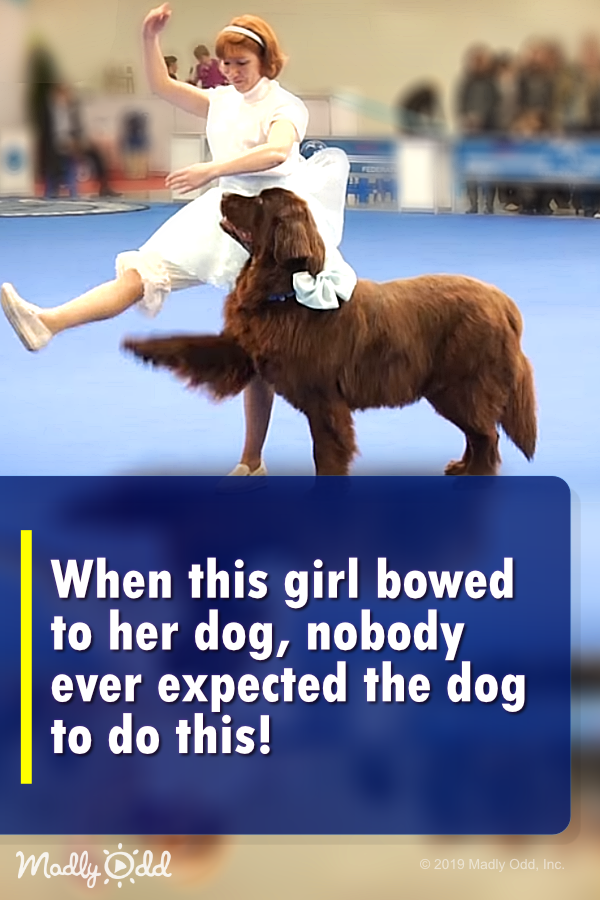 When this girl bowed to this dog, nobody ever expected the dog to do this!
