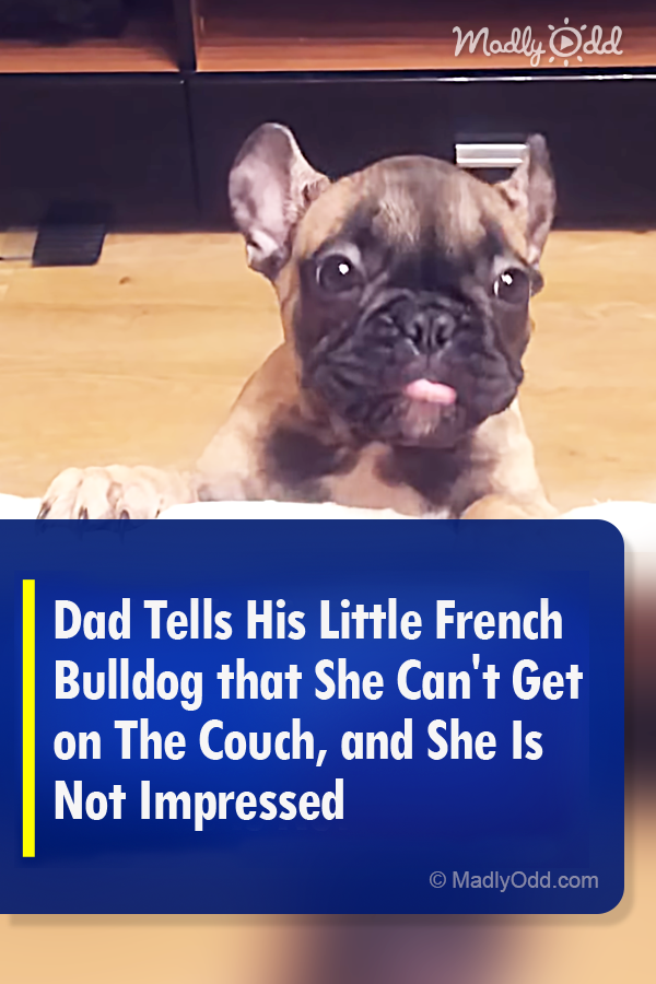 Dad Tells His Little French Bulldog that She Can\'t Get on The Couch, and She Is Not Impressed