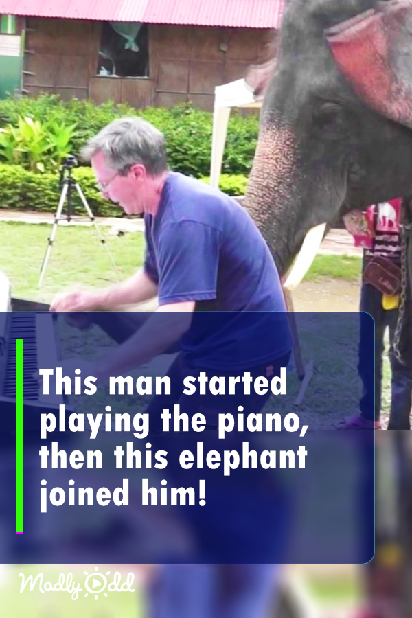 This man started playing the piano, then this elephant joined him!