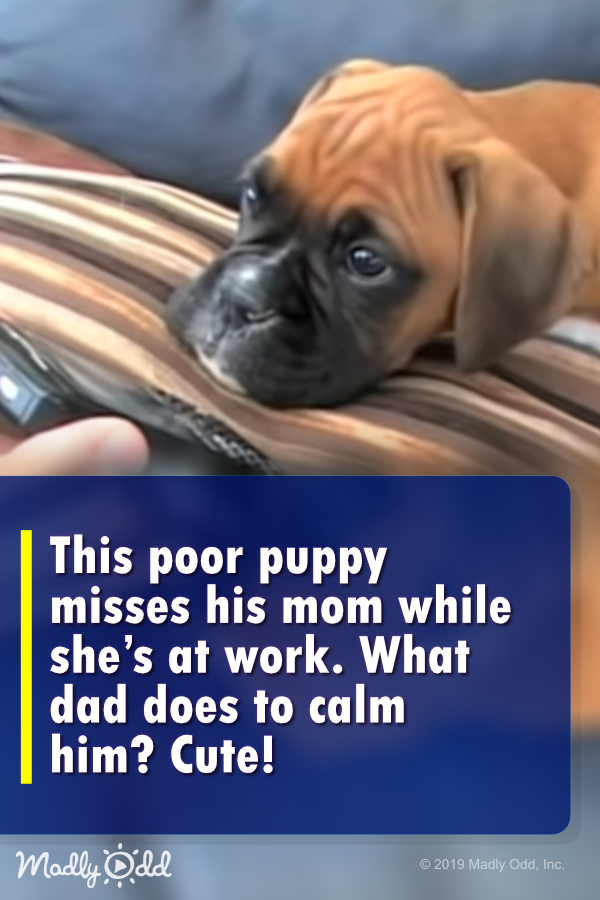 This poor puppy misses his mom while she’s at work. What dad does to calm him? Cute!
