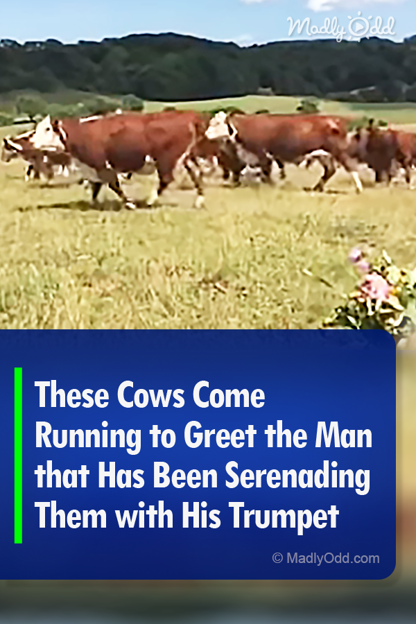 These Cows Come Running to Greet the Man that Has Been Serenading Them with His Trumpet