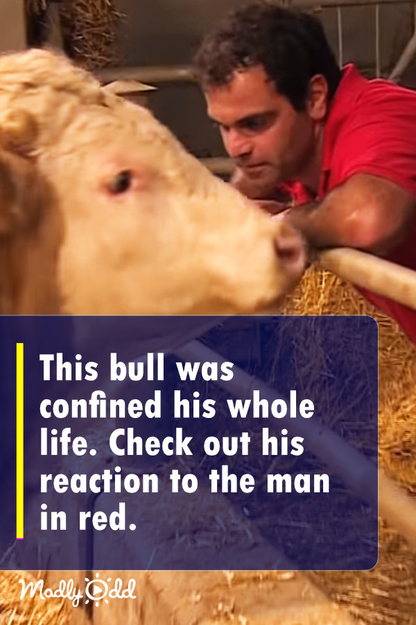 This bull was confined his whole life. Check out his reaction to the man in red.