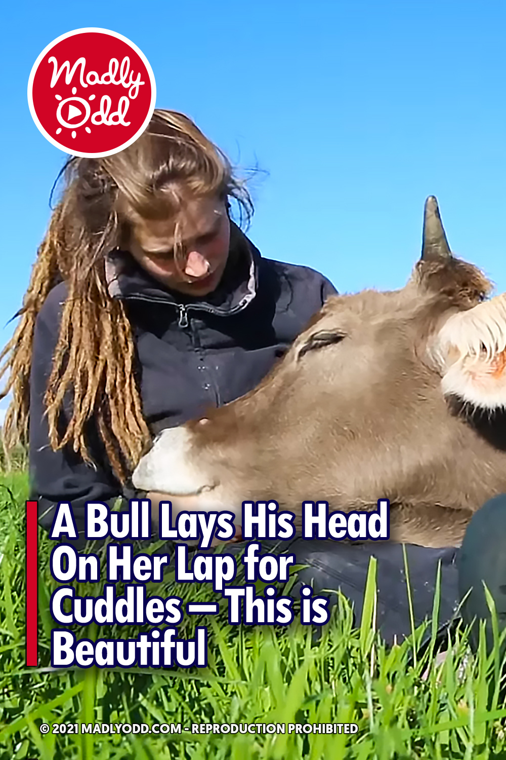 A Bull Lays His Head On Her Lap for Cuddles - This is Beautiful