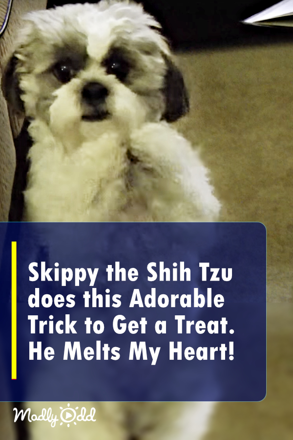 Skippy the Shih Tzu Does This Adorable Trick to Get a Treat. He Melts My Heart!