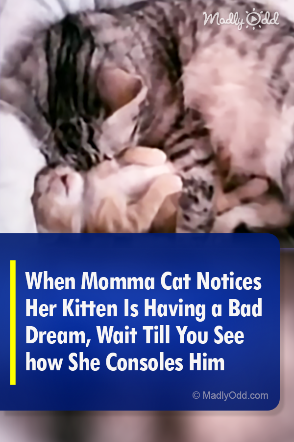 When Momma Cat Notices Her Kitten Is Having a Bad Dream, Wait Till You See how She Consoles Him