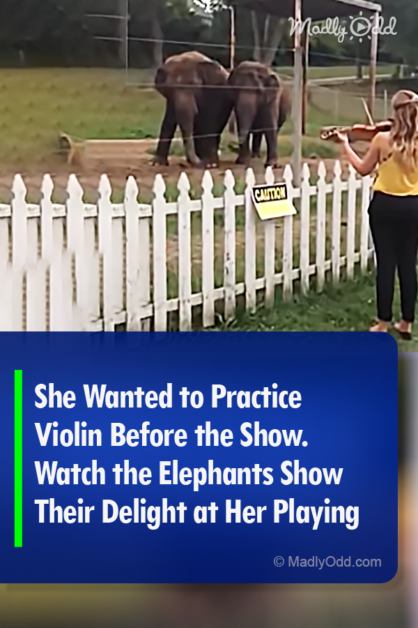 She Wanted to Practice Violin Before the Show. Watch the Elephants Show Their Delight at Her Playing
