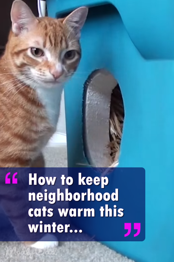 How To Keep Neighborhood Cats Warm In The Winter