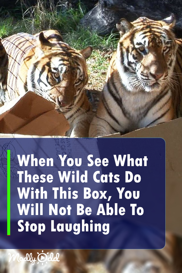 When You See What These Wild Cats Do With This Box, You Will Not Be Able To Stop Laughing