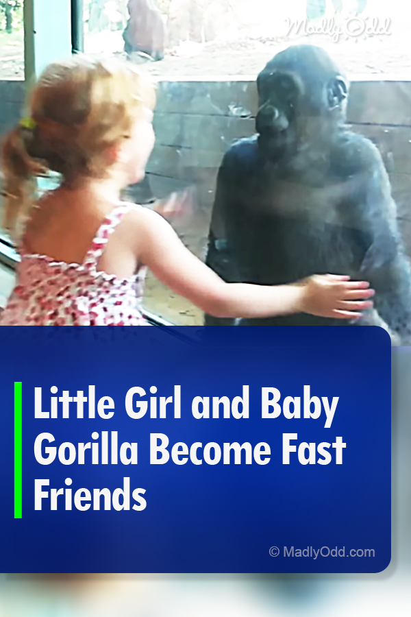 Little Girl and Baby Gorilla Become Fast Friends