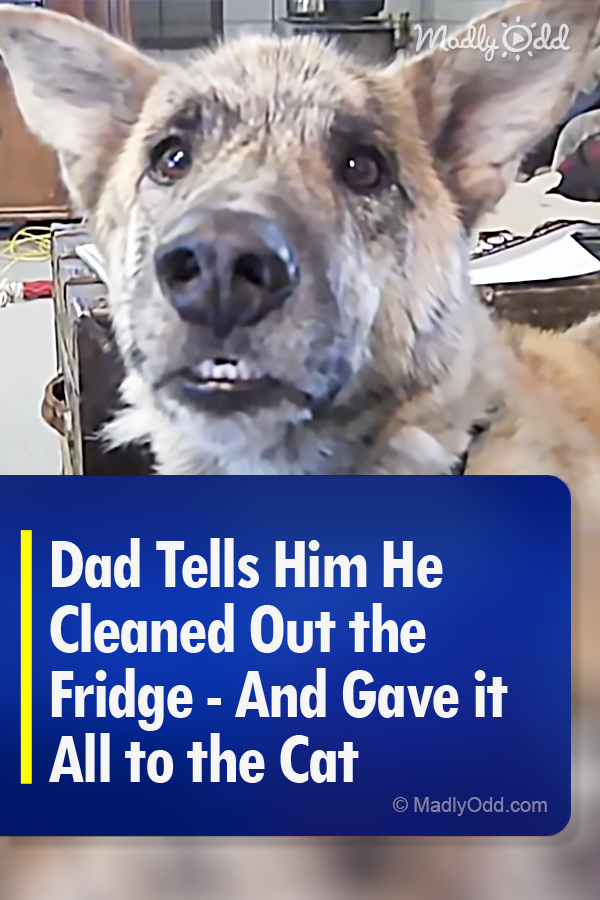 Dad Tells Him He Cleaned Out the Fridge - And Gave it All to the Cat