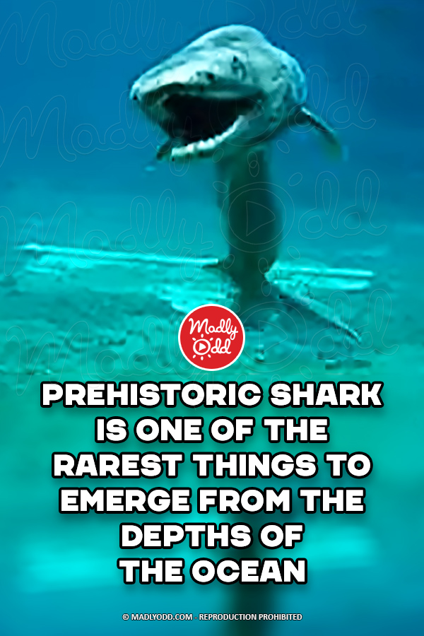 Prehistoric Shark Is One Of The Rarest Things To Emerge From The Depths Of The Ocean