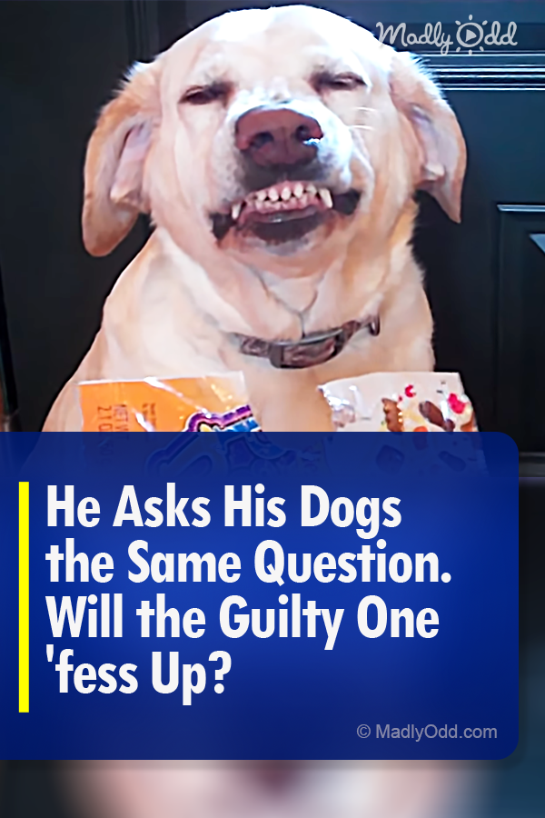 He Asks His Dogs the Same Question. Will the Guilty One \'fess Up?