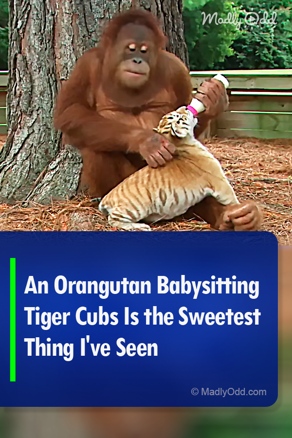 An Orangutan Babysitting Tiger Cubs Is the Sweetest Thing I\'ve Seen