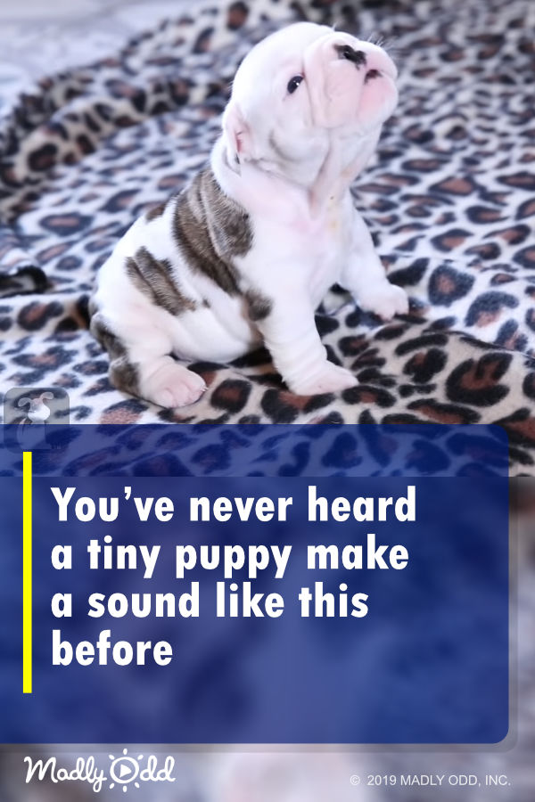 You’ve never heard a tiny puppy make a sound like this before