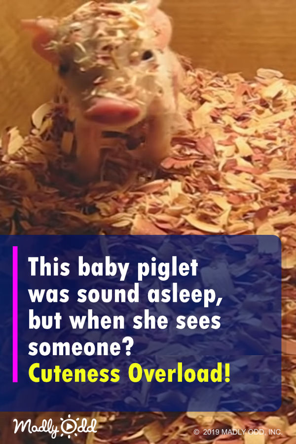 This Baby Piglet Was Sound Asleep, But When She Sees Someone? CUTENESS OVERLOAD!