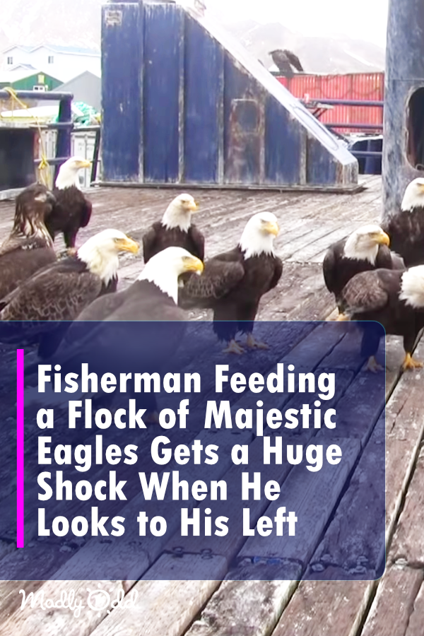 Fisherman feeding a flock of majestic eagles gets a huge shock when he looks to his left