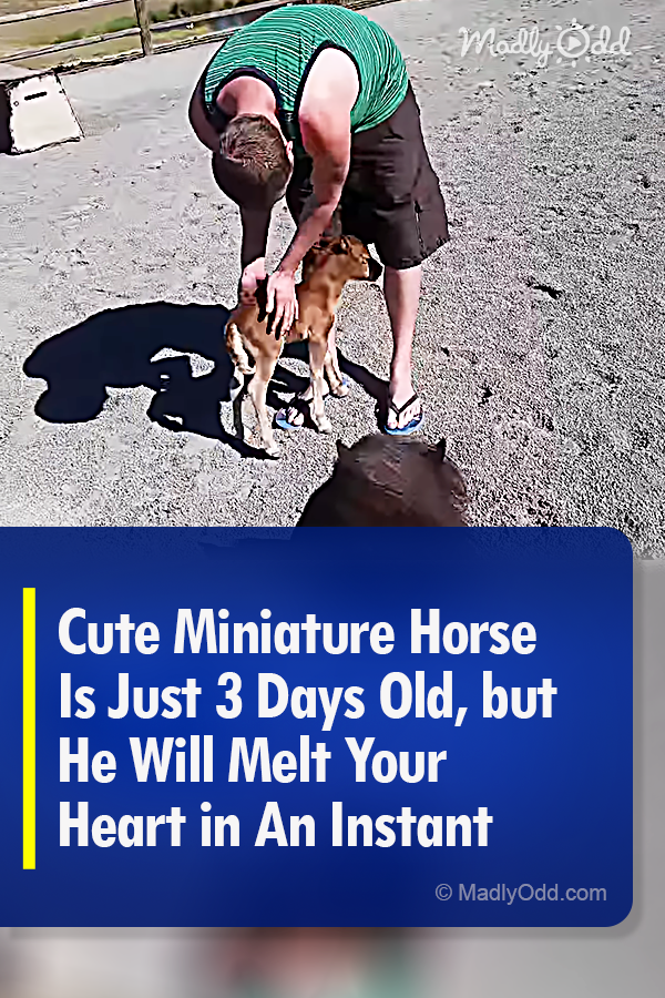 Cute Miniature Horse Is Just 3 Days Old, but He Will Melt Your Heart in An Instant