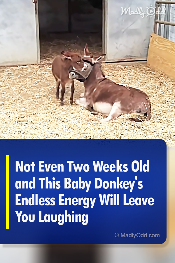 Not Even Two Weeks Old and This Baby Donkey\'s Endless Energy Will Leave You Laughing