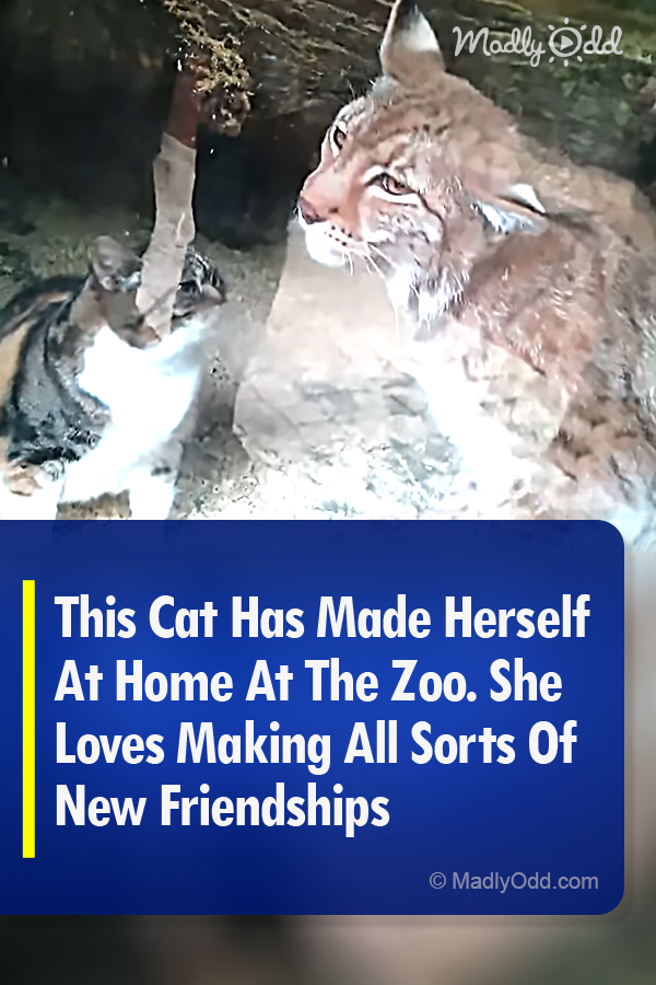 This Cat Has Made Herself At Home At The Zoo. She Loves Making All Sorts Of New Friendships