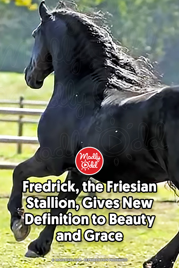 Fredrick, the Friesian Stallion, Gives New Definition to Beauty and Grace