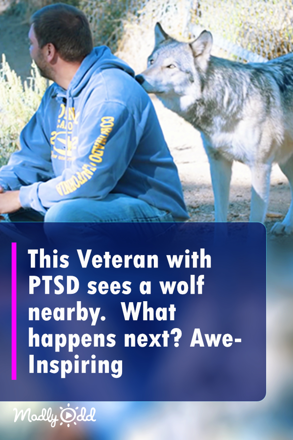 This Veteran With PTSD Sees A Wolf Nearby. What Happens Next? Awe-Inspiring!