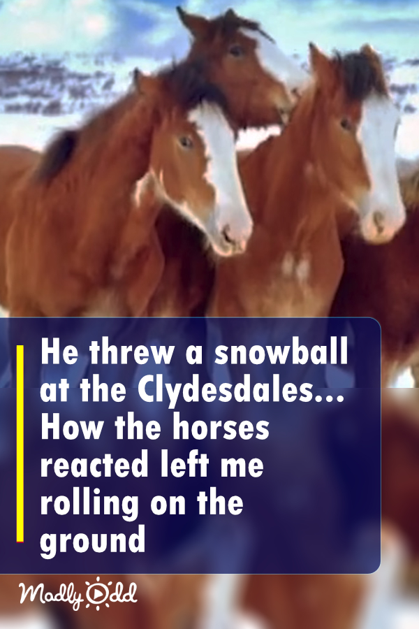 He threw a snowball at the Clydesdales… How the horses reacted left me rolling on the ground!