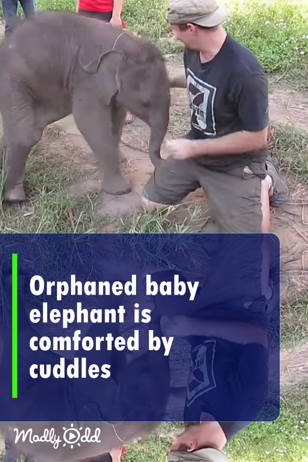 Orphaned baby elephant is comforted by cuddles