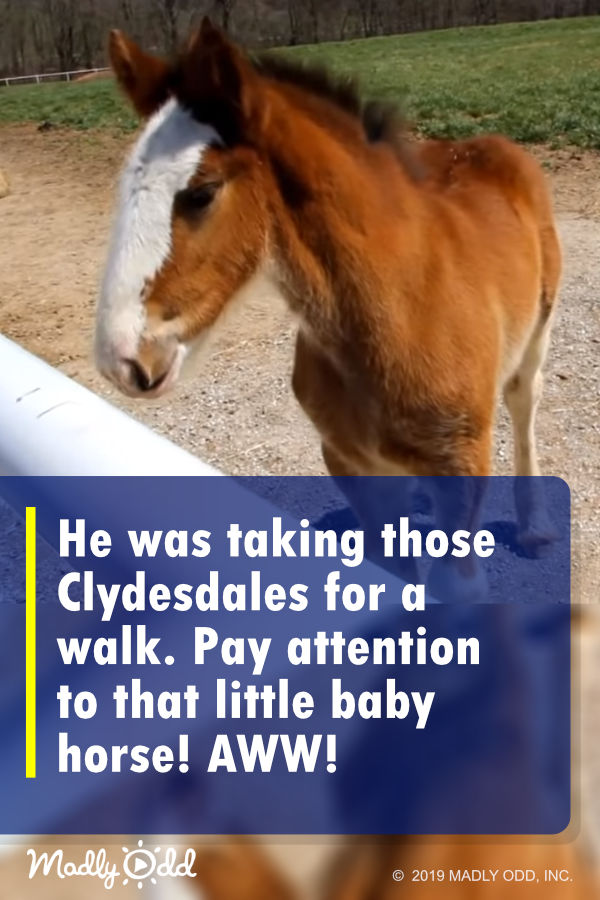 He was taking those Clydesdales for a walk. Pay attention to that little baby horse! AWW!