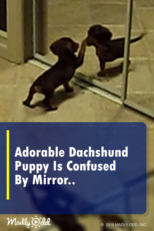 Adorable Dachshund Puppy Is Confused By Mirror..