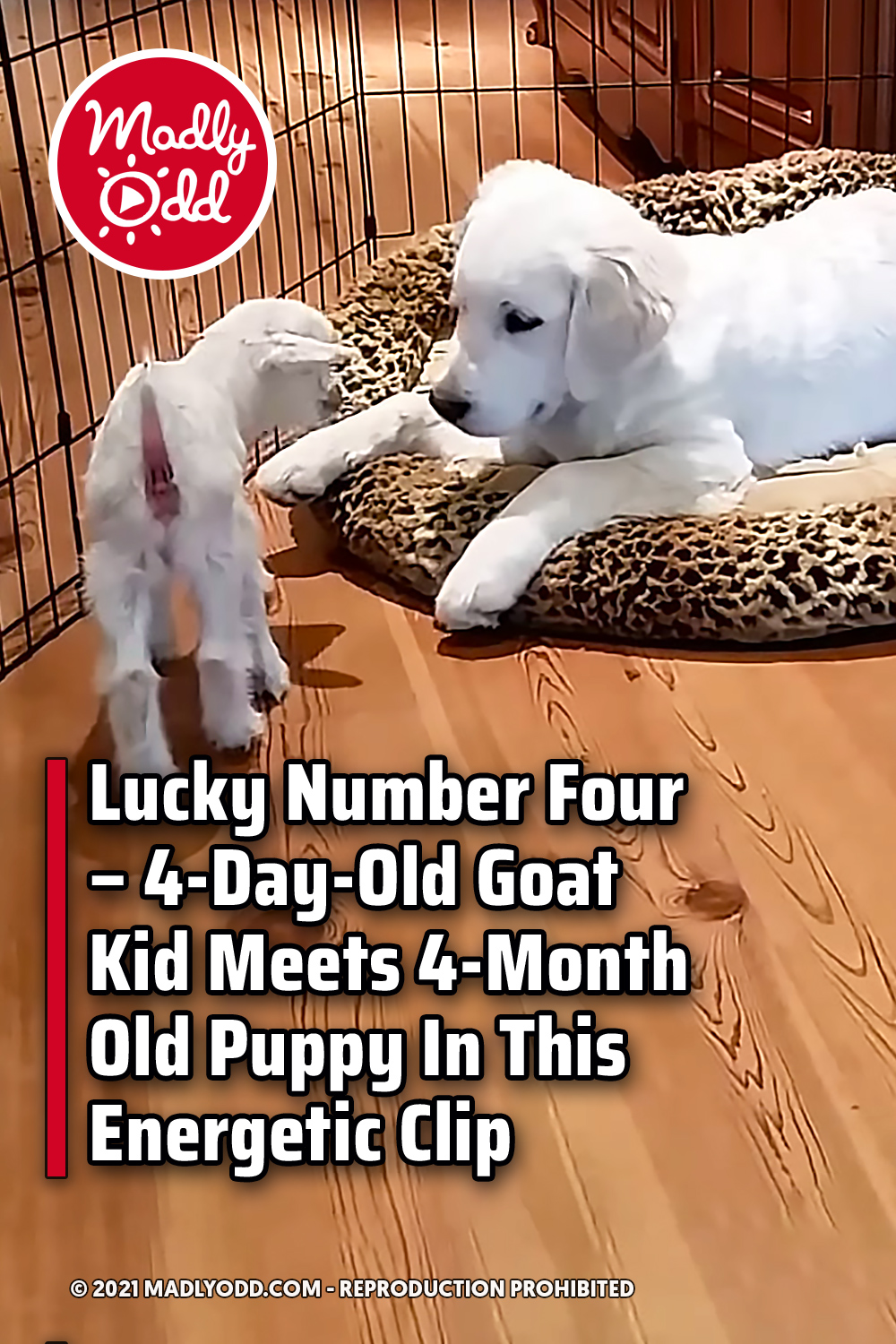 Lucky Number Four – 4-Day-Old Goat Kid Meets 4-Month Old Puppy In This Energetic Clip