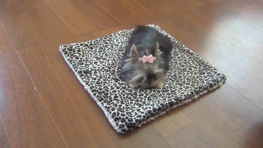 Cute Dog on rug