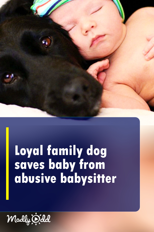 Loyal family dog saves baby from abusive babysitter