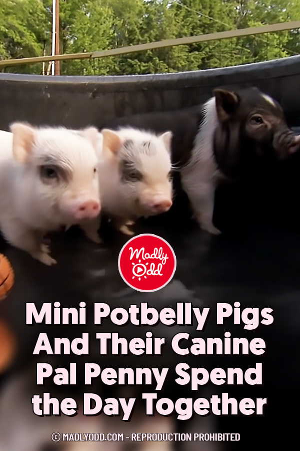 Mini Potbelly Pigs And Their Canine Pal Penny Spend the Day Together
