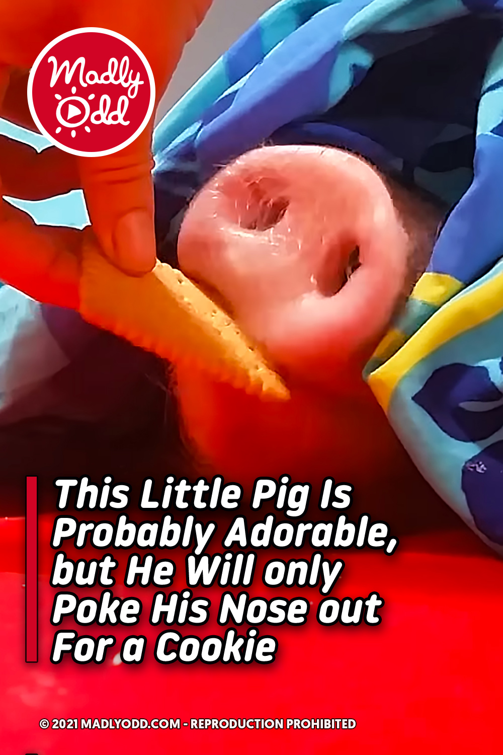 This Little Pig Is Probably Adorable, but He Will only Poke His Nose out For a Cookie