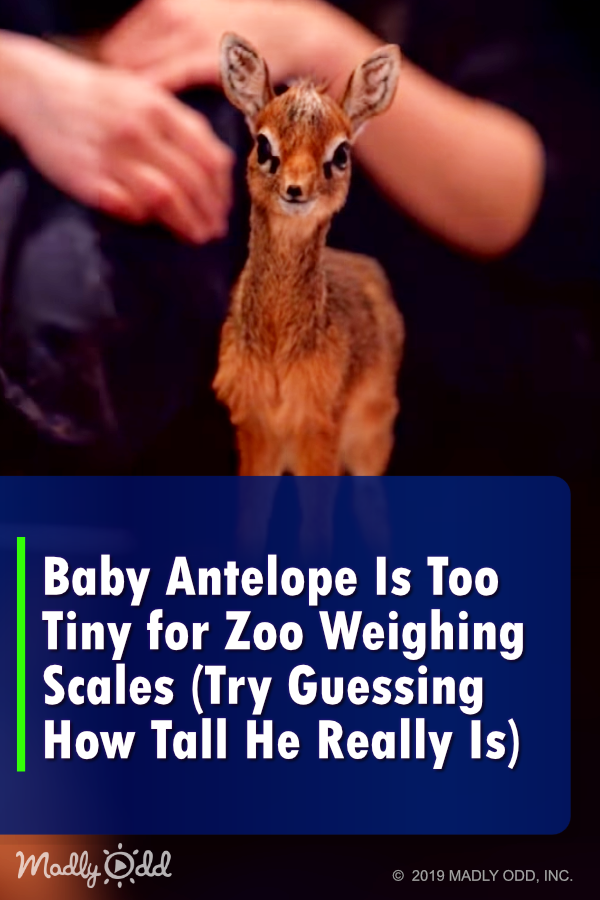 Orphaned Baby Antelope Is Too Tiny for Zoo Weighing Scales (Try Guessing How Big He Really Is)