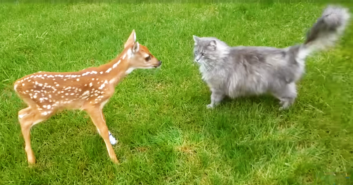Little fawn plays with Felix the cat.